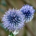 Sea Holly by phil_sandford