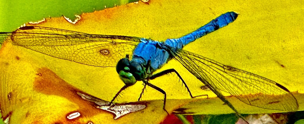 Boldly blue by congaree