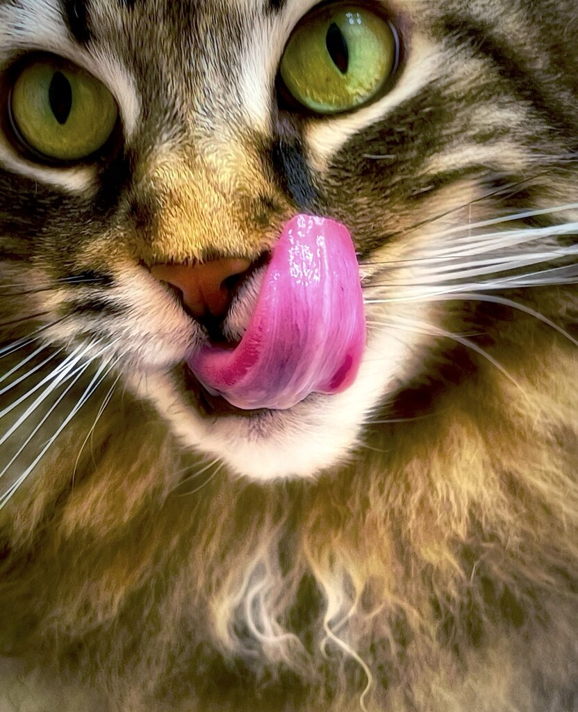 Cat Got Your Tongue by gardenfolk