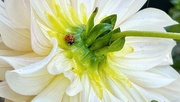 16th Sep 2024 - Dahlia visitor