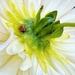 Dahlia visitor by carole_sandford