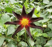 17th Sep 2024 - Dahlia...