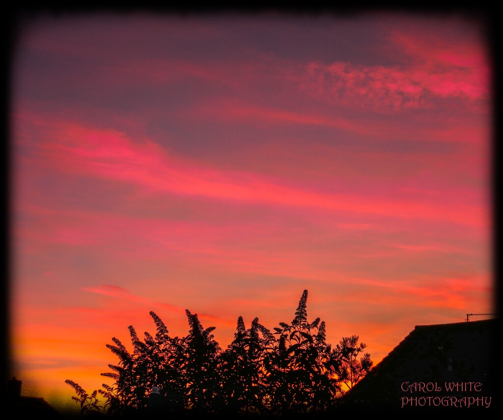 From My Garden Yesterday Evening by carolmw