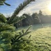 Spider web in the morning dew by helenawall