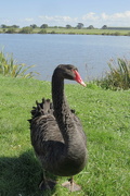 16th Sep 2024 - Swan lake