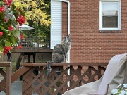 17th Sep 2024 - Gracie on the Railing