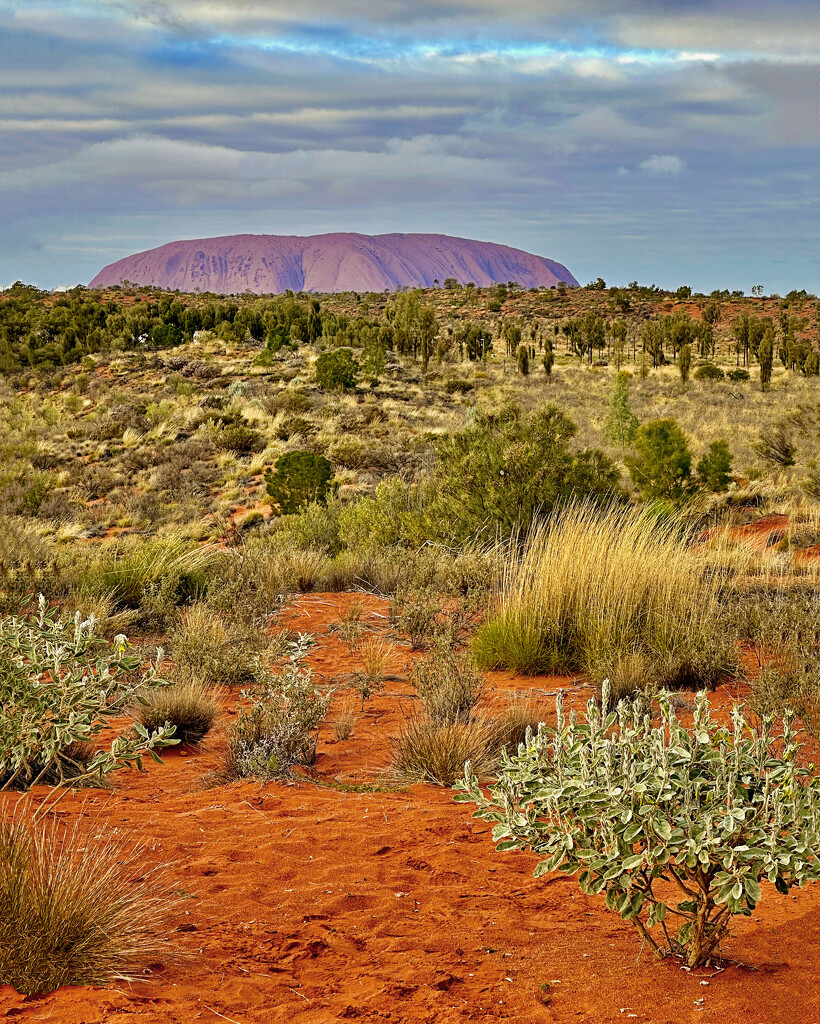 Uluru by corymbia