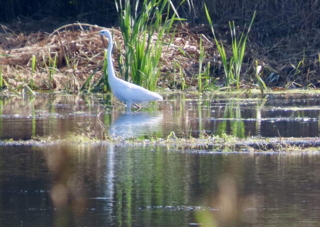 Great Egret by orchid99