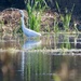 Great Egret by orchid99