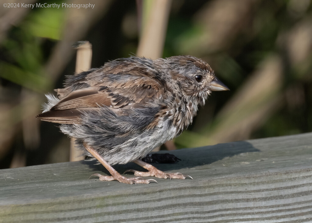 Baby sparrow by mccarth1