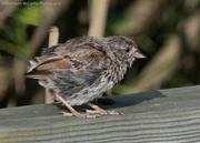 16th Sep 2024 - Baby sparrow