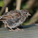 Baby sparrow by mccarth1