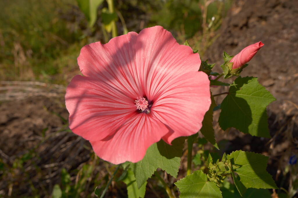 A rose mallow growing in my yard at random.  by josharp186