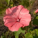 A rose mallow growing in my yard at random. 