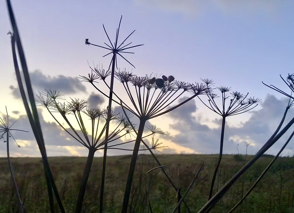 Silhouette at dusk  by sleepingexplorer