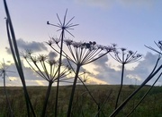 11th Sep 2024 - Silhouette at dusk 