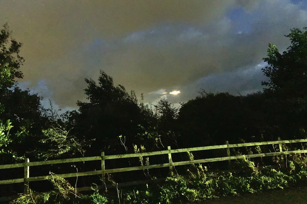 Hedgerow at night  by sleepingexplorer