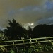 Hedgerow at night 