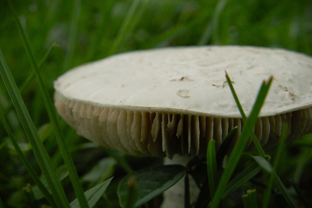 Mushroom Gills by photohoot