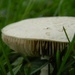 Mushroom Gills