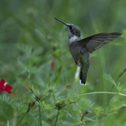 17th Sep 2024 - The Ruby-throated hordes continue to migrate through the yard