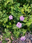 5th Sep 2024 - 9 5 Purple Lantana