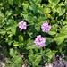 9 5 Purple Lantana