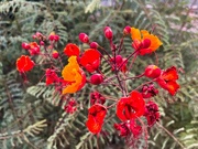 6th Sep 2024 - 9 6 Mexican Bird of Paradise