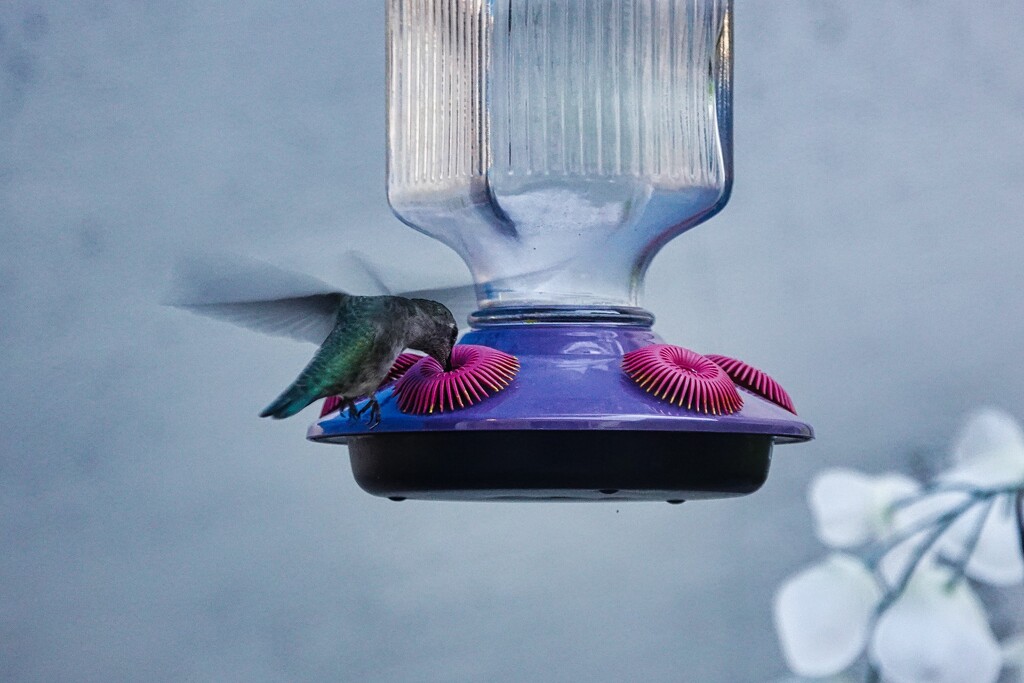 9 8 Hummingbird feeding by sandlily