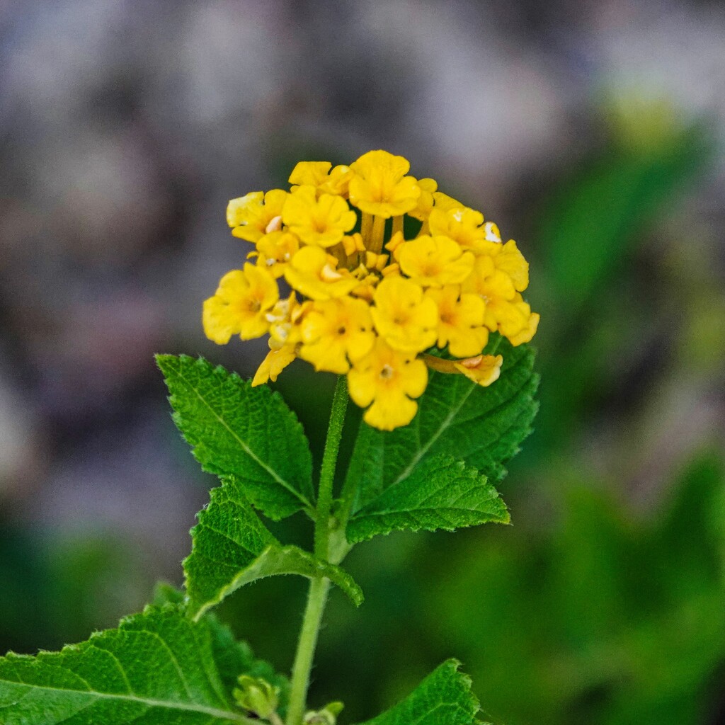 9 8 Single Golden Lantana by sandlily