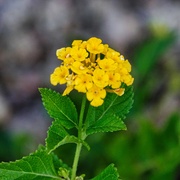 8th Sep 2024 - 9 8 Single Golden Lantana