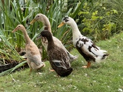 8th Sep 2024 - Ducks