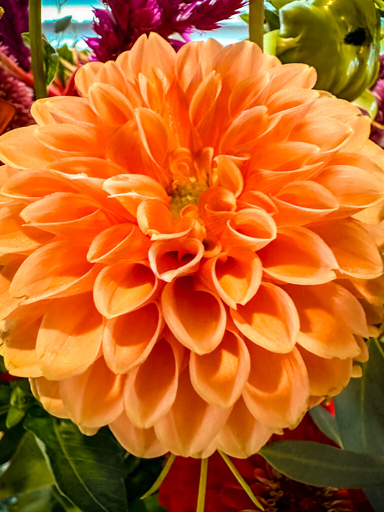 Dahlia #2 by shutterbug49