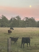 17th Sep 2024 - Moo Rise