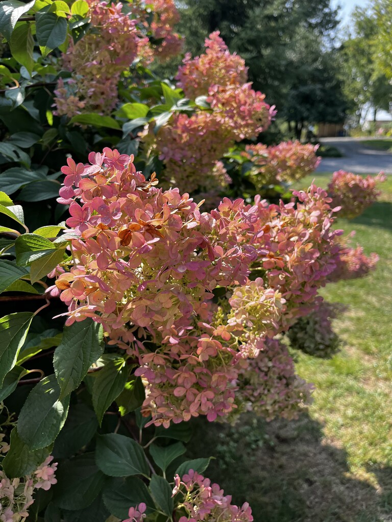 Hydrangea  by beckyk365