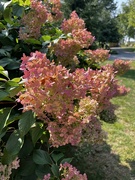 13th Sep 2024 - Hydrangea 