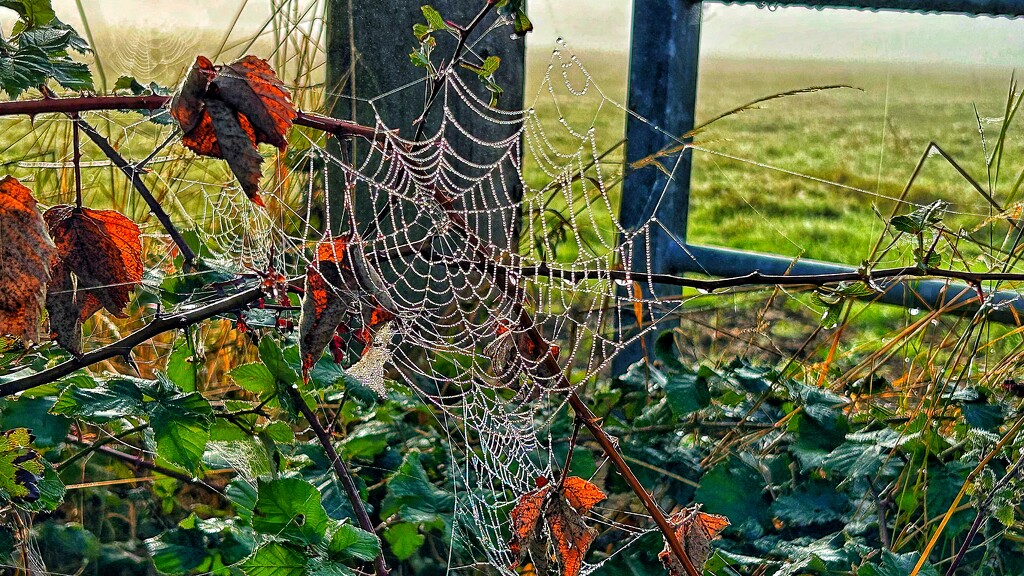 Spider House by carole_sandford