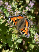 16th Sep 2024 - Butterfly