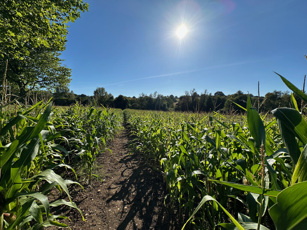 Corn Field by 365projectmaxine