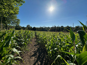 17th Sep 2024 - Corn Field