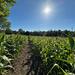 Corn Field