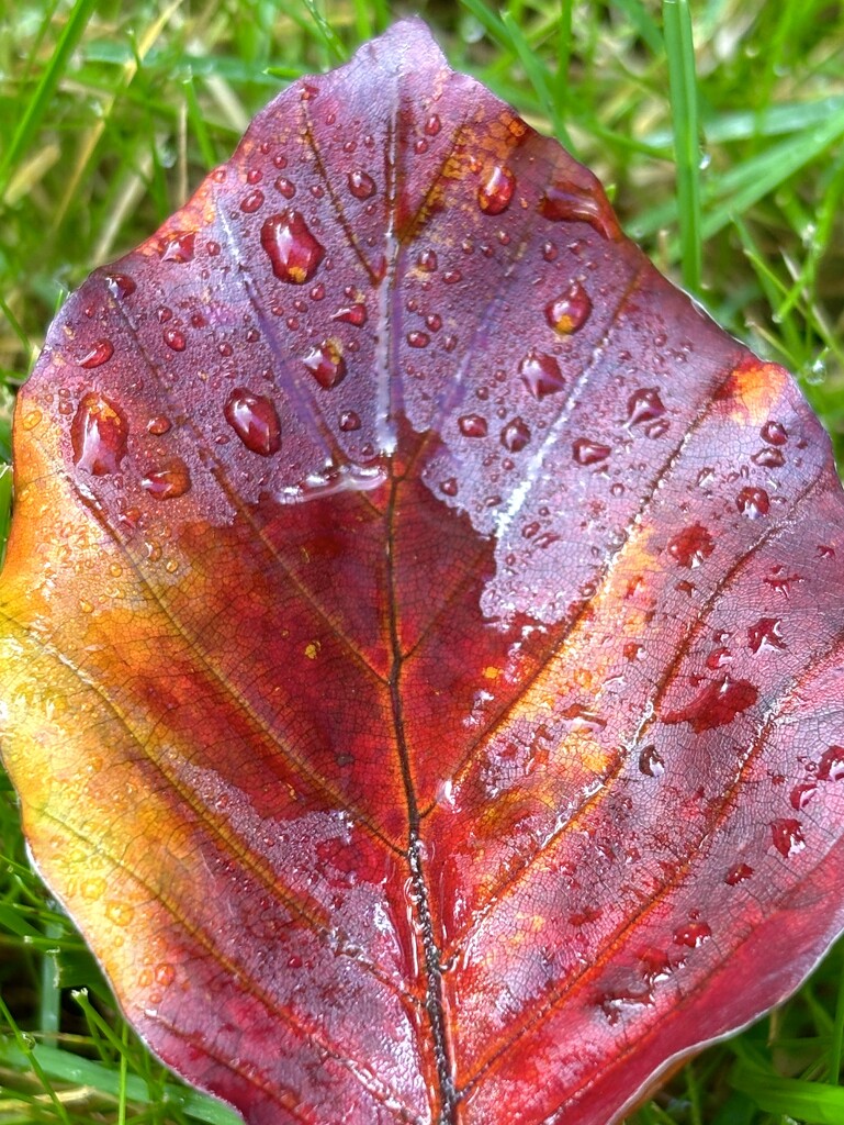 Leaf cup by lizgooster