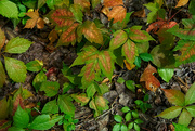 9th Sep 2024 - The Leaves are Turning