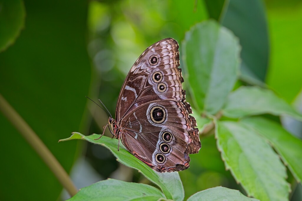 Owl Butterfly by billyboy