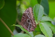 17th Sep 2024 - Owl Butterfly