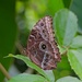 Owl Butterfly by billyboy