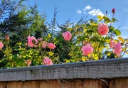 17th Sep 2024 - Neighbours roses