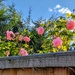 Neighbours roses