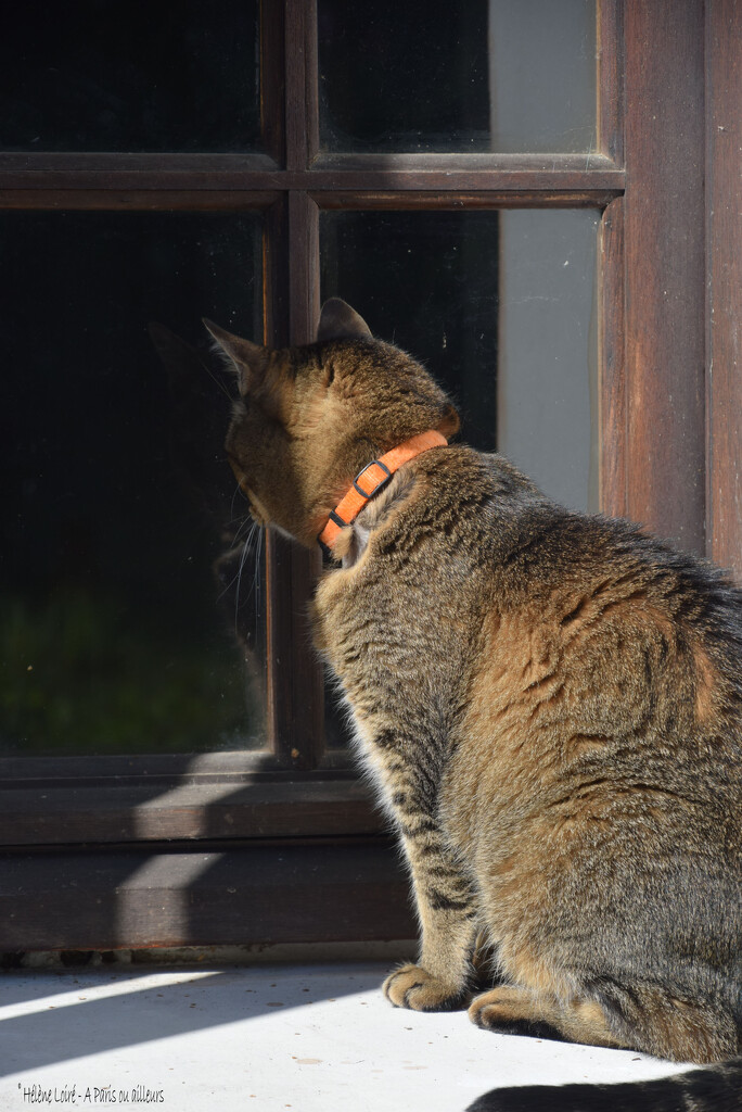 who's that handsome cat? by parisouailleurs