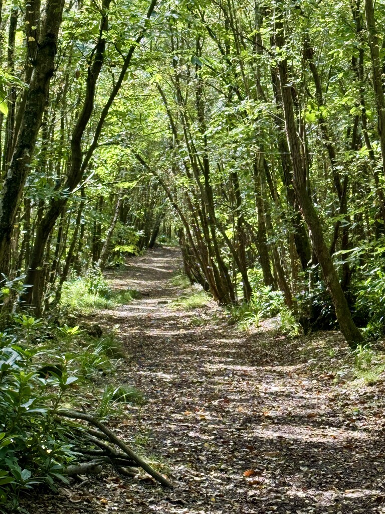 A walk in the woods  by jeremyccc